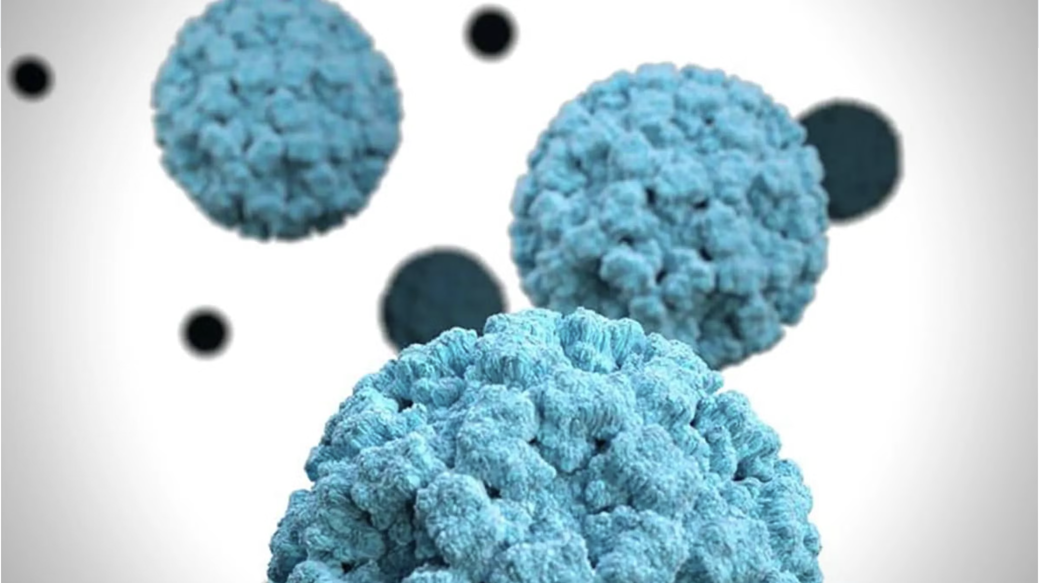Norovirus cells under microscope.