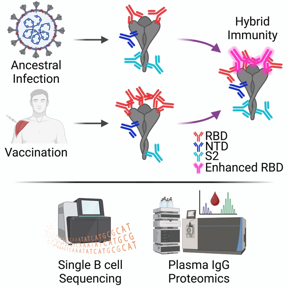 08.01.24 Hybrid Immunity Image